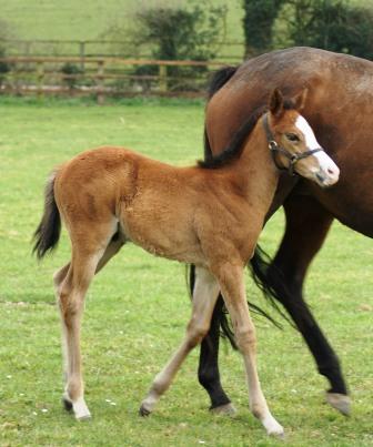 2014 colt by Sir Percy